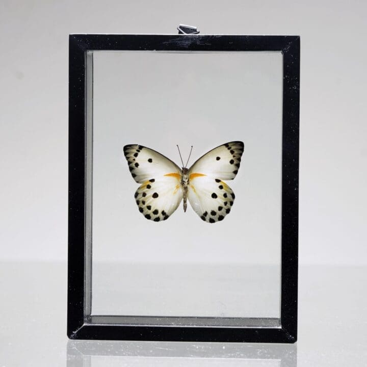 Beautiful Handmade Butterfly Box  - Black/White