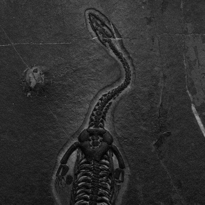 Keichousaurus Fossil - Image 3