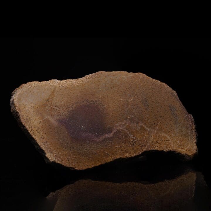 Dinosaur Bone Slice with Marrow – 576g - Image 3