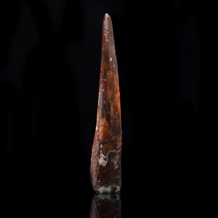 Pterosaur Tooth – Sirrocopteryx moroccensis – 2 g - Image 3