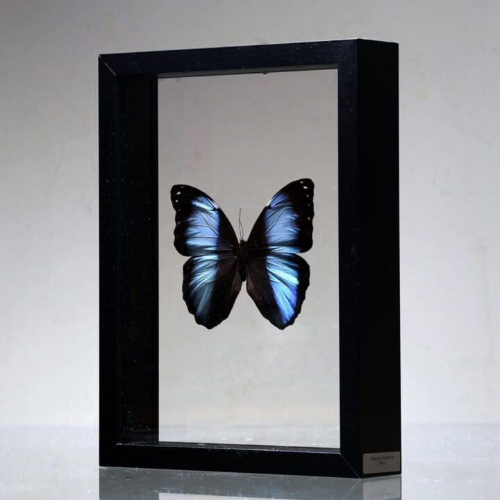 Beautiful Handmade Butterfly Box  - Blue/Black - Image 4