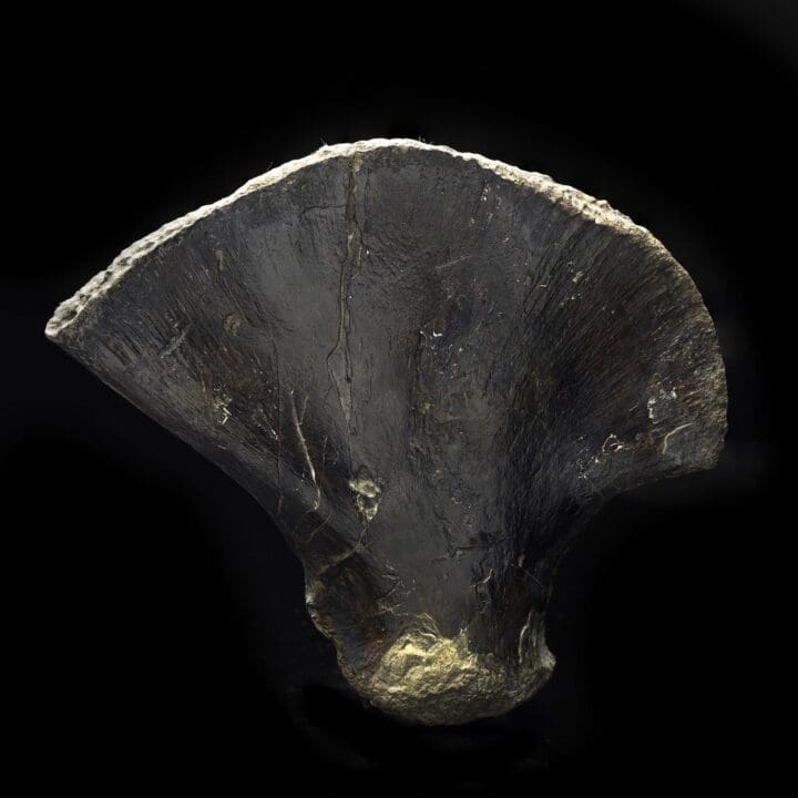 Mosasaurus Paddle – 0.82 lb