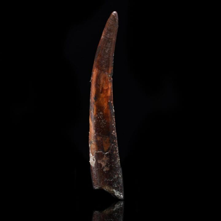 Pterosaur Tooth – Sirrocopteryx moroccensis – 2 g