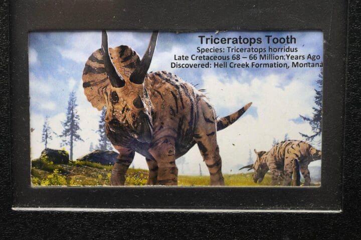 Triceratops Tooth Fossil in Collector's Box - Image 3