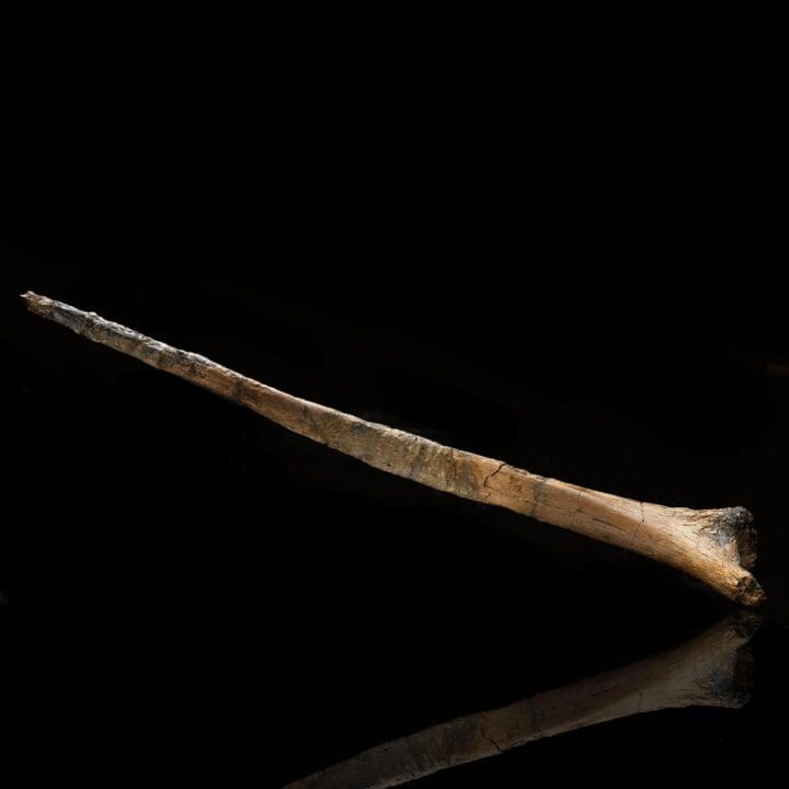 Hadrosaur Cervical Rib – 133 g - Image 2