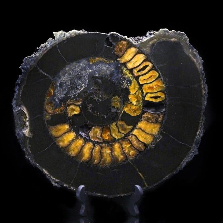 Ammonite with Calcite Incrustation – 14.2 lb