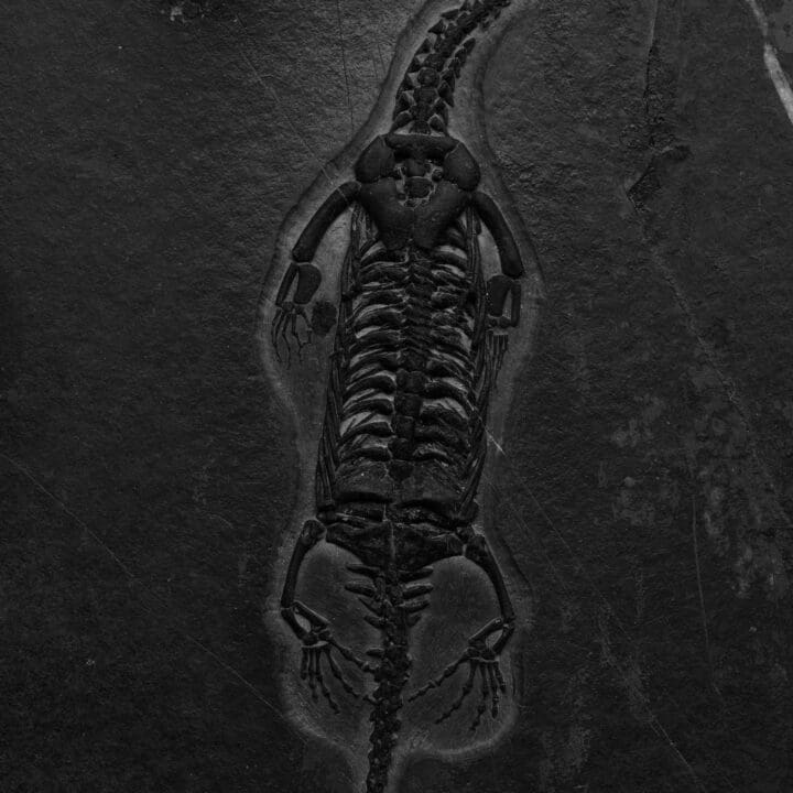 Keichousaurus Fossil - Image 4