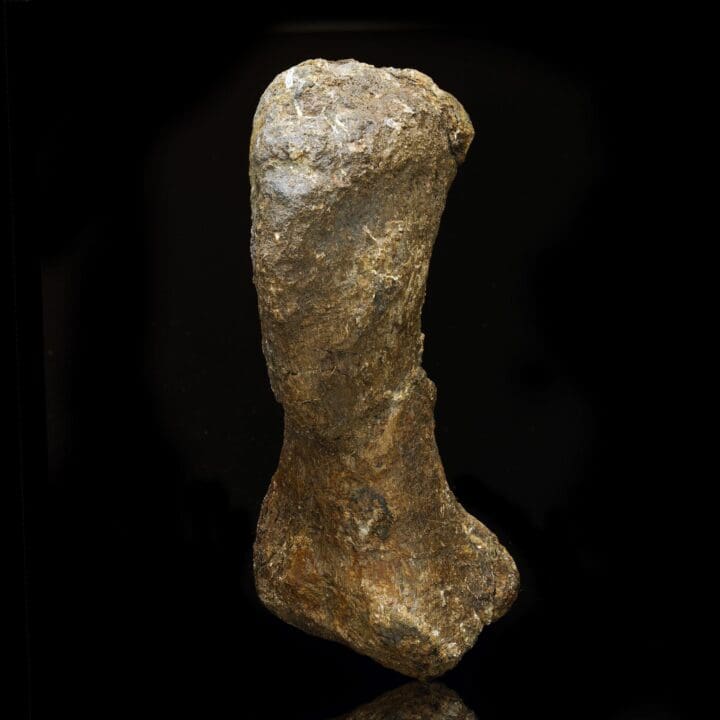 Camarasaurus Metacarpal // Late Jurassic Period - Image 3