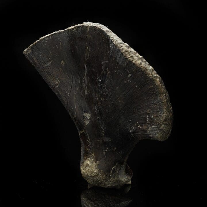 Mosasaurus Paddle – 0.82 lb - Image 3