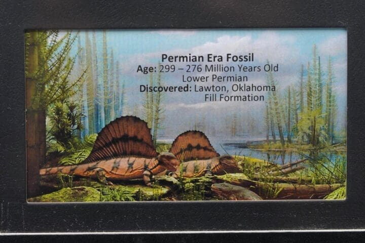 Permian Cave Fossil in Collector's Box - Image 3