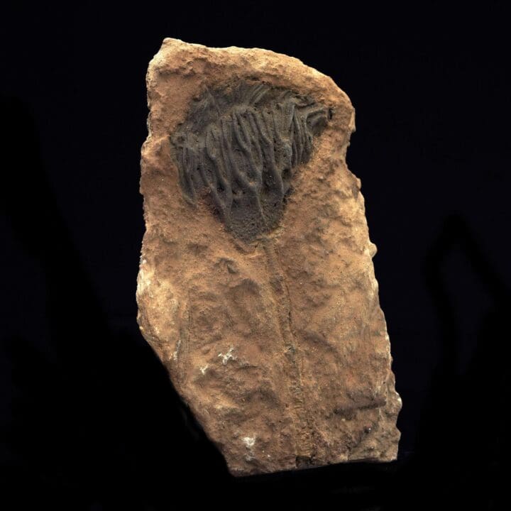 Crinoid Fossil from Morocco - Image 2