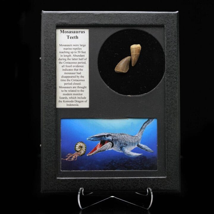 Mosasaurus Teeth Fossil in Collector's Box