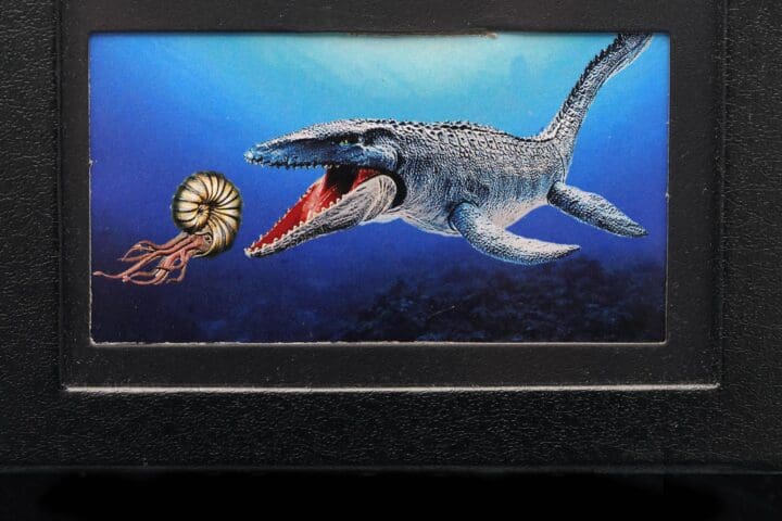 Mosasaurus Teeth Fossil in Collector's Box - Image 3