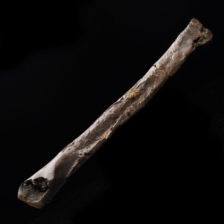 Oviraptorid Tibia – 160 g - Image 2