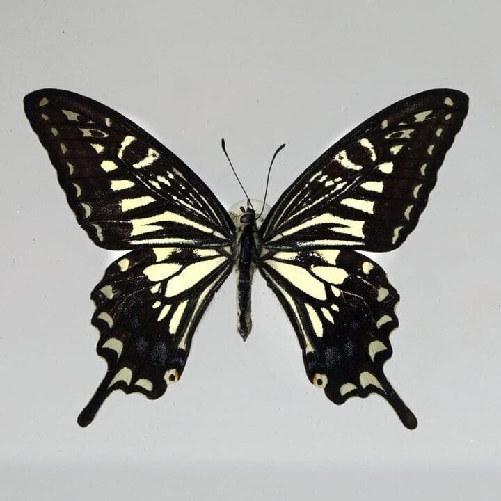 Beautiful Handmade Butterfly Box - Black - Image 2