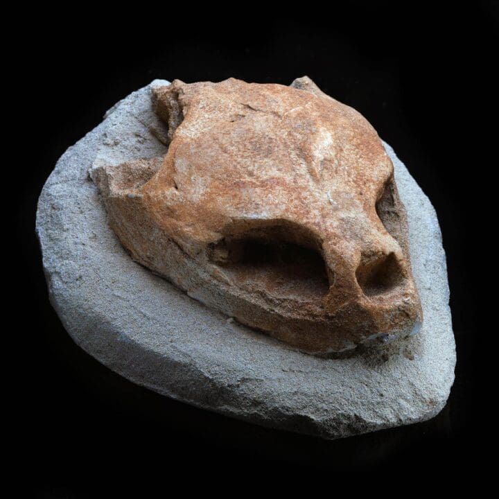 Fossilized Turtle Skull I - Image 2