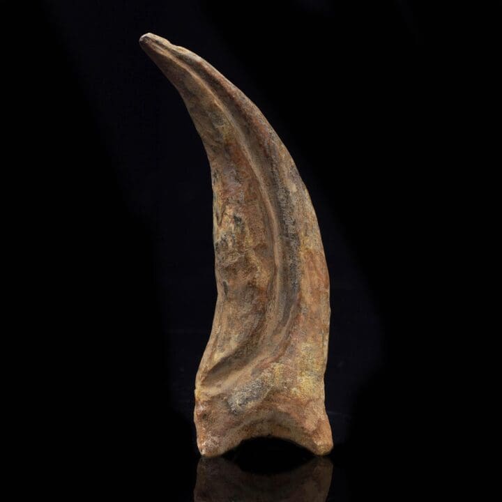 Spinosaurus Claw Fossil III
