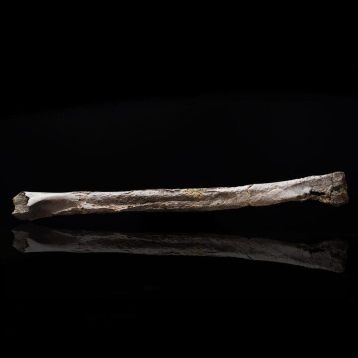 Oviraptorid Tibia – 160 g