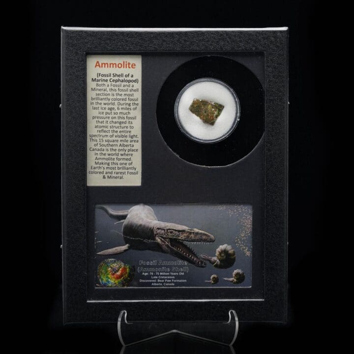 Ammolite in Collector's Box