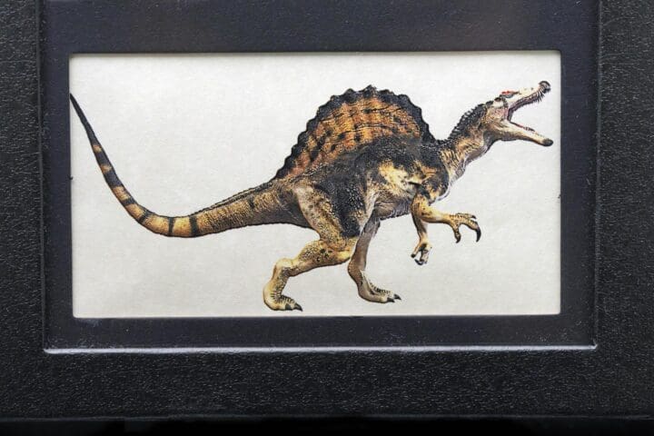 Spinosaurus Tooth Fossil in Collector's Box - Image 3