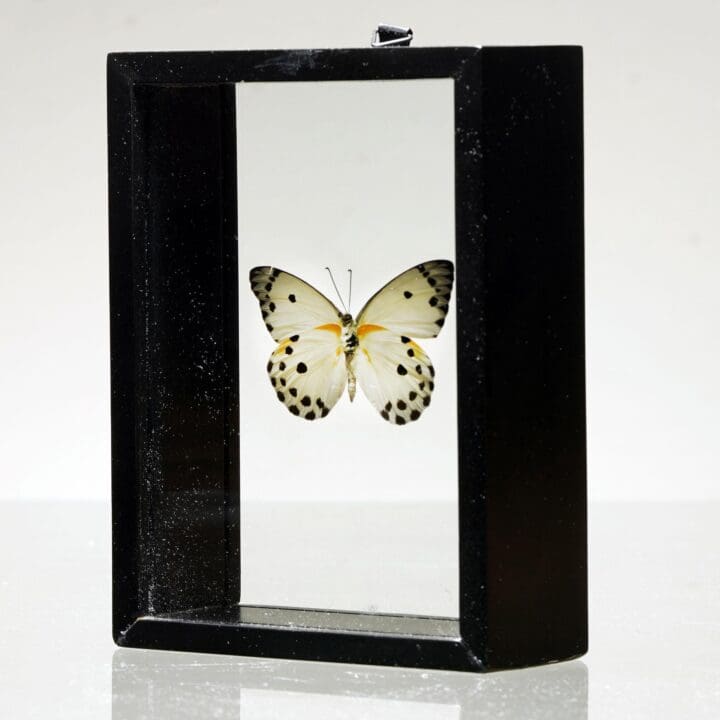 Beautiful Handmade Butterfly Box  - Black/White - Image 4