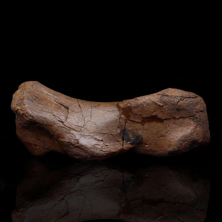 Edmontosaurus Metatarsal – 2.41 kg