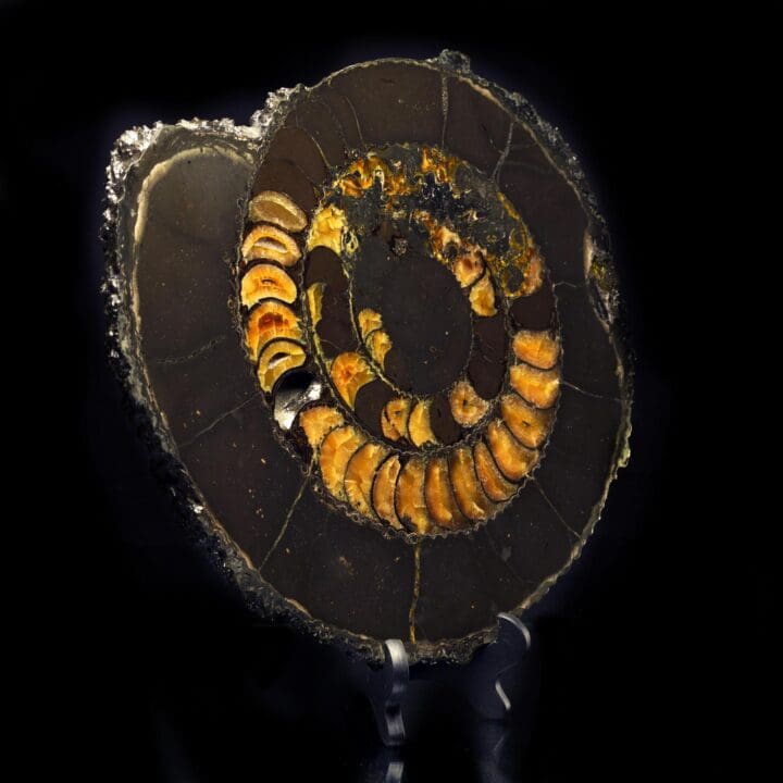 Ammonite with Calcite Incrustation - 11.2 - Image 2