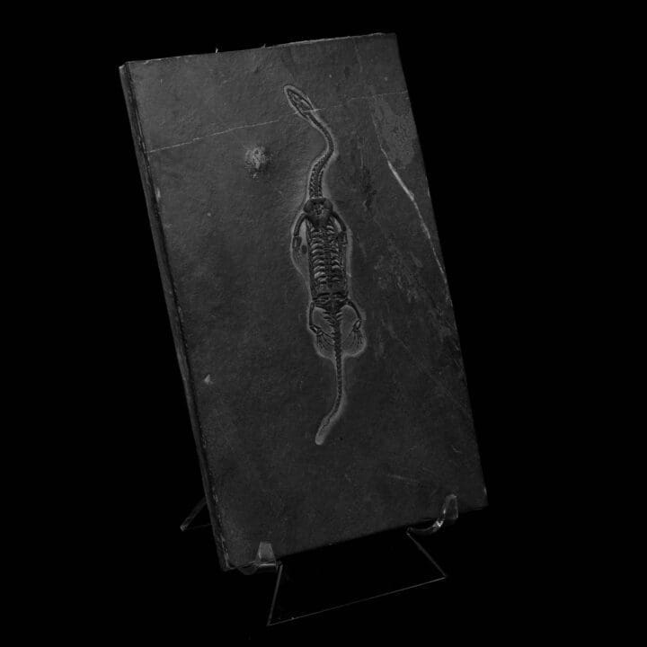 Keichousaurus Fossil - Image 2
