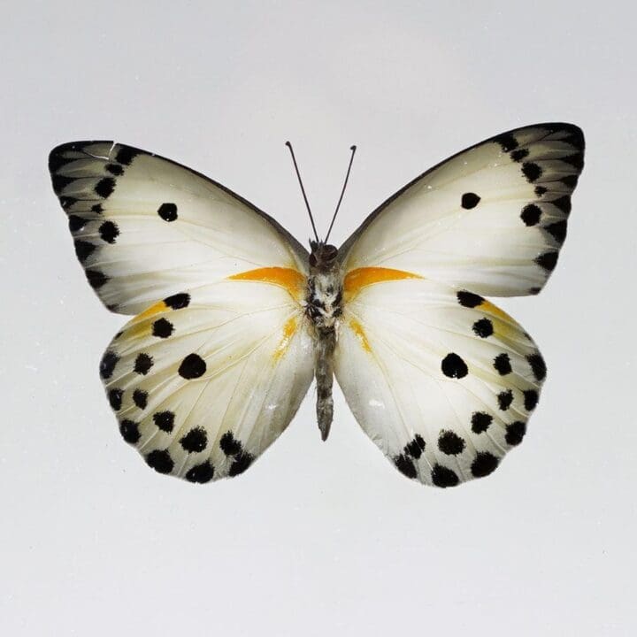 Beautiful Handmade Butterfly Box  - Black/White - Image 2