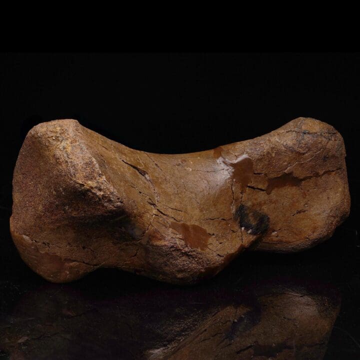 Edmontosaurus Metatarsal – 2.41 kg - Image 2