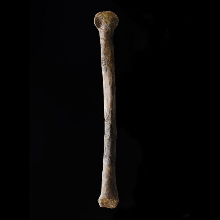 Troodon formosus Metatarsal – 0.50 lb - Image 2