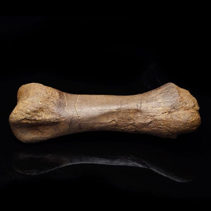 Edmontosaurus Metatarsal – 1.75 lb - Image 3