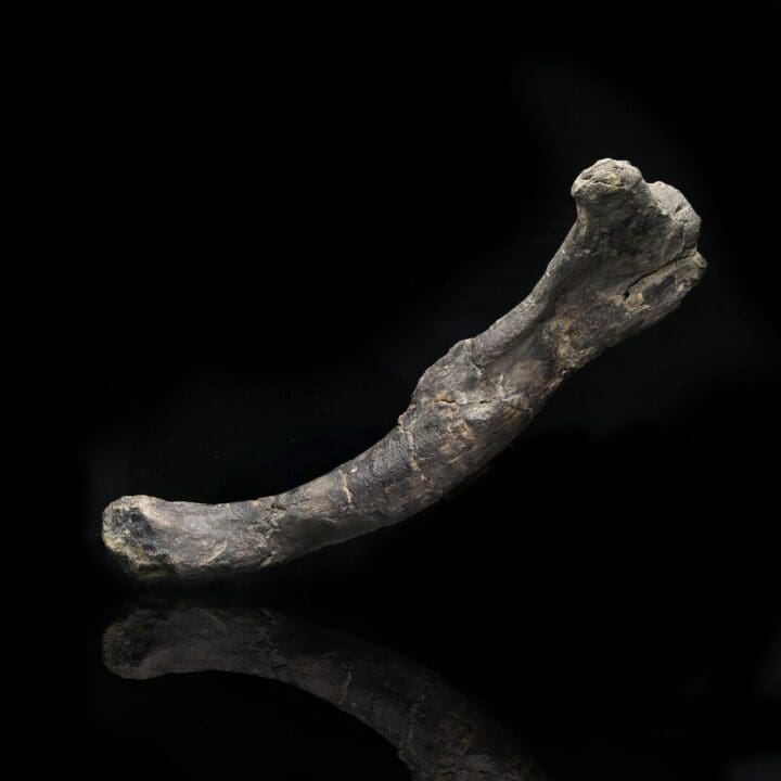 Dryosaurus Altus Dinosaur Femur Fossil // 150 Million Years Old - Image 2