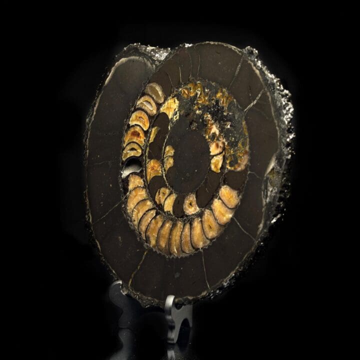Ammonite with Calcite Incrustation - 11.2 - Image 3