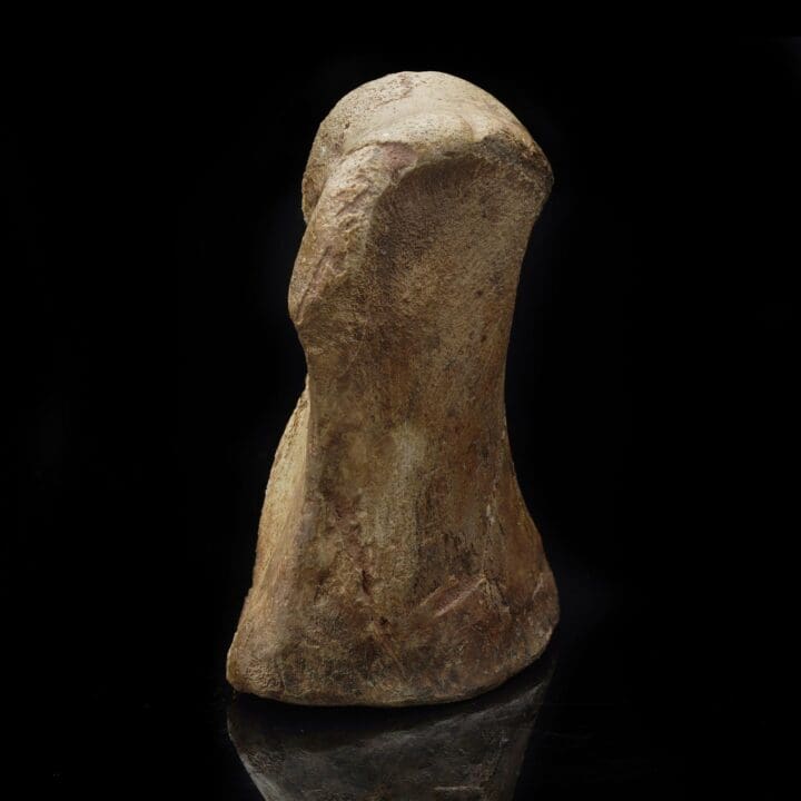 Lambeosaurus Tarsal with T-Rex Bite Mark – 0.85 lb - Image 2