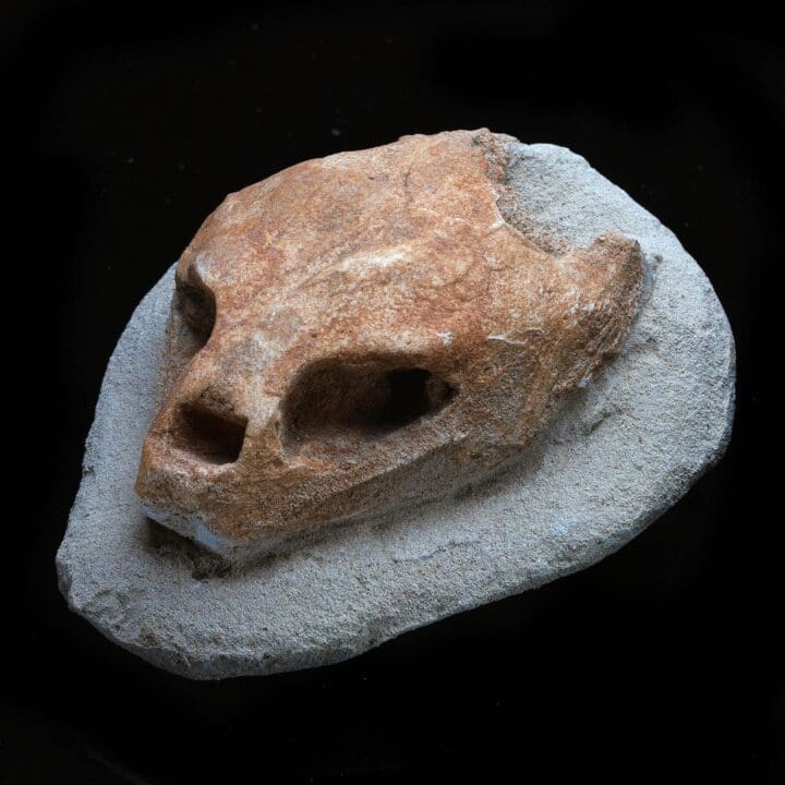Fossilized Turtle Skull I - Image 3