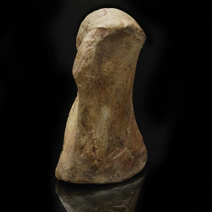 Lambeosaurus Tarsal with T-Rex Bite Mark – 0.85 lb - Image 3