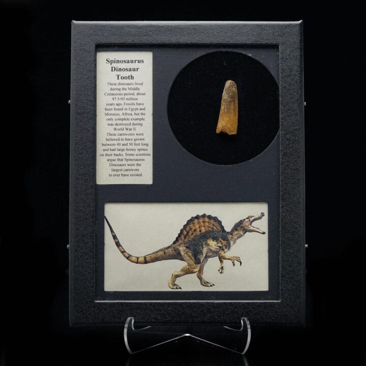 Spinosaurus Tooth Fossil in Collector's Box