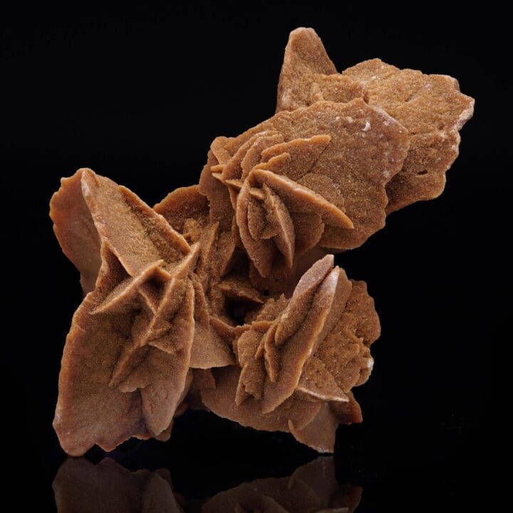 Desert Rose