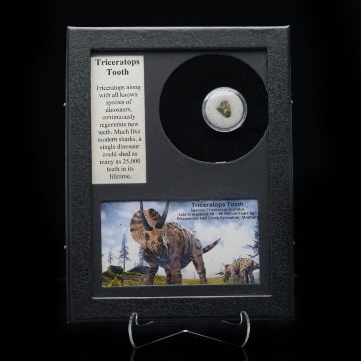Triceratops Tooth Fossil in Collector's Box