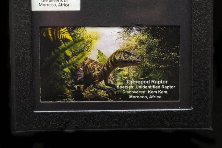 Raptor Tooth Fossil in Collector's Box - Image 5