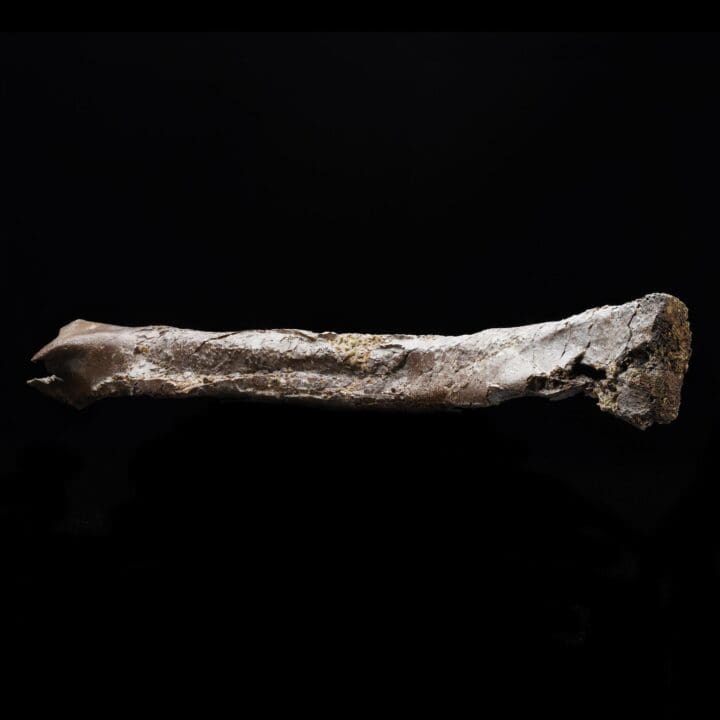 Oviraptorid Tibia – 160 g - Image 3