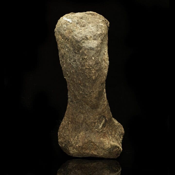 Camarasaurus Metacarpal // Late Jurassic Period