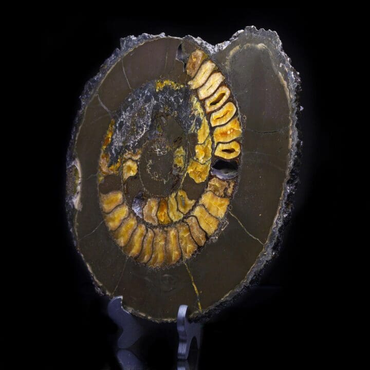 Ammonite with Calcite Incrustation – 14.2 lb - Image 2