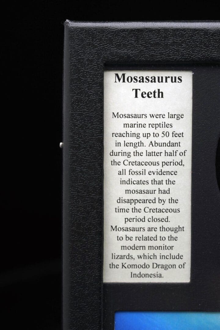Mosasaurus Teeth Fossil in Collector's Box - Image 4
