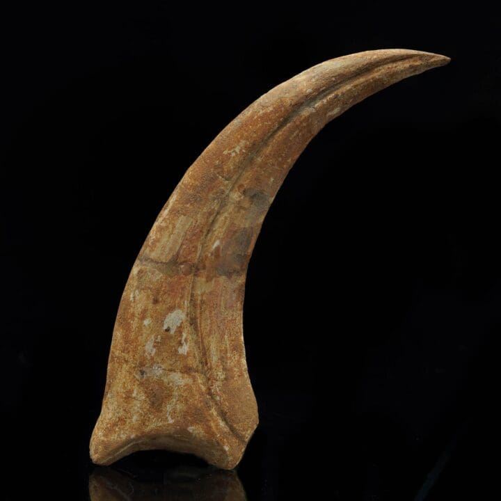 Spinosaurus Claw Fossil I