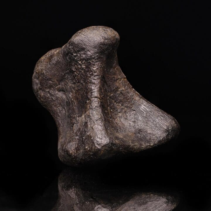 Camarasaurus Phalange – 851 g - Image 2