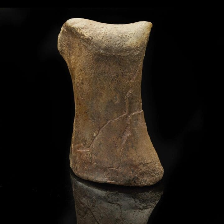 Lambeosaurus Tarsal with T-Rex Bite Mark – 0.85 lb