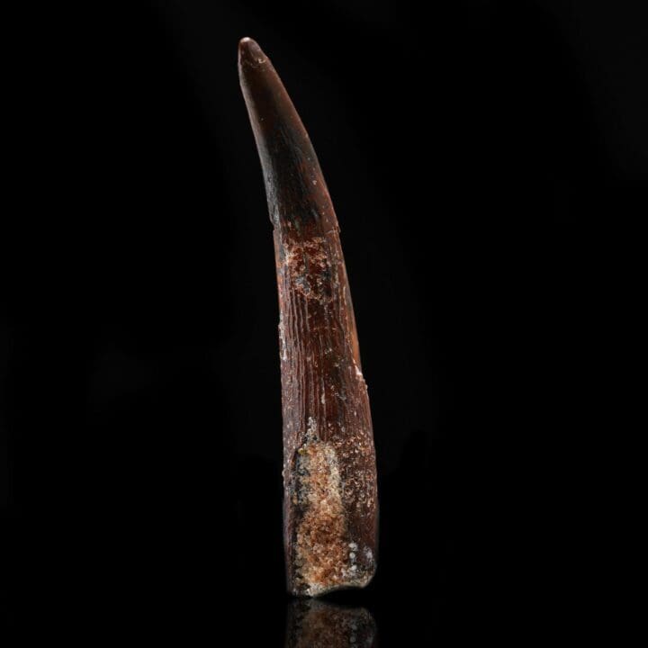 Pterosaur Tooth – Sirrocopteryx moroccensis – 2 g - Image 2