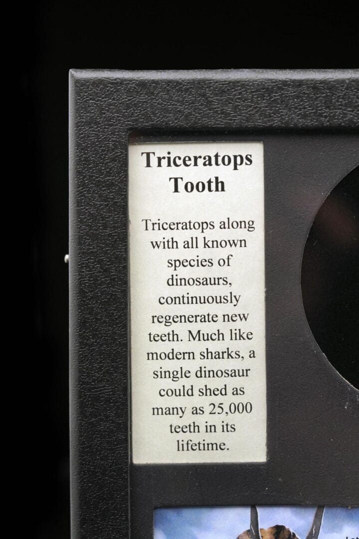 Triceratops Tooth Fossil in Collector's Box - Image 4